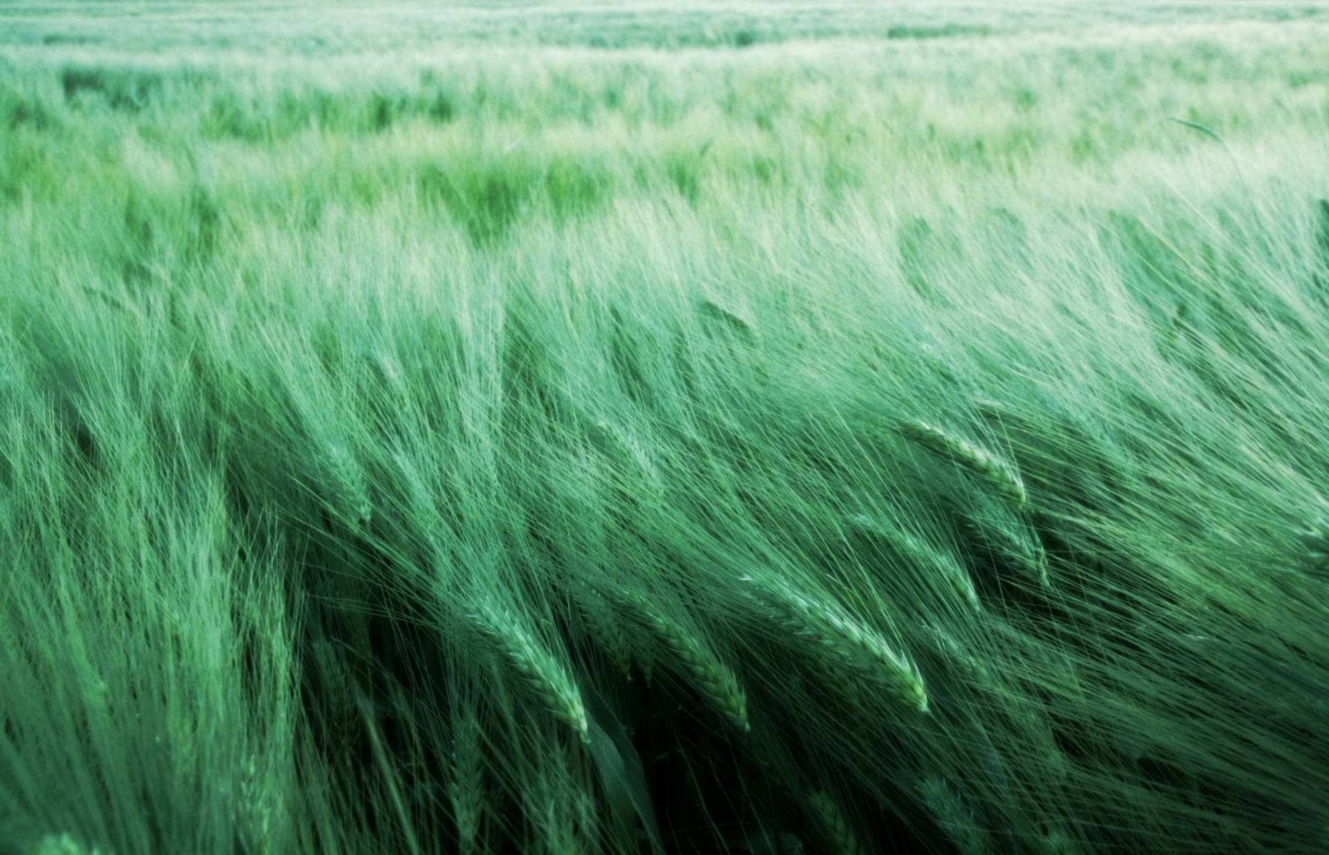 Fuzzy Green Wheat Field Swaying With Wind Wallpaper