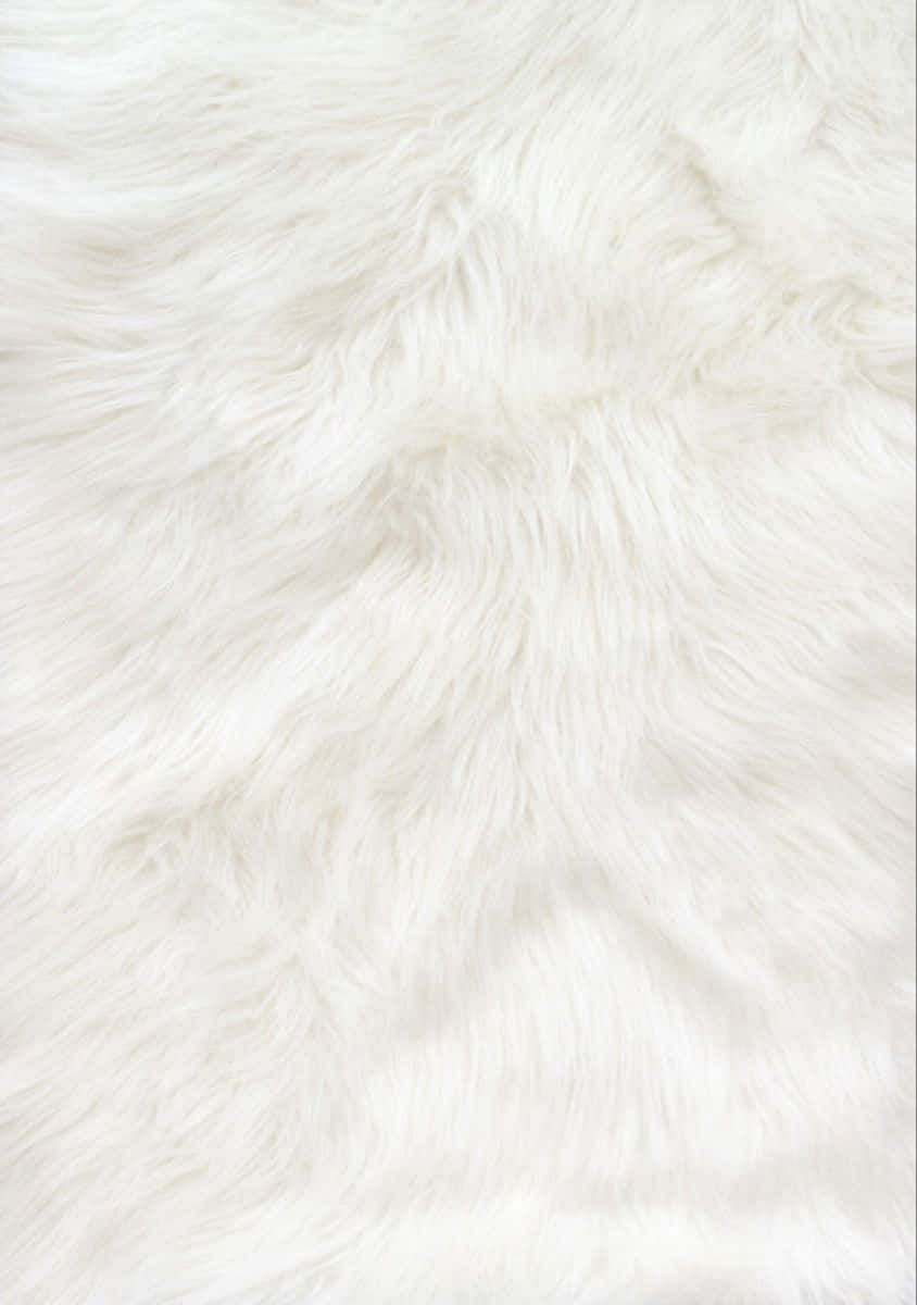 Fuzzy White Fur Wallpaper