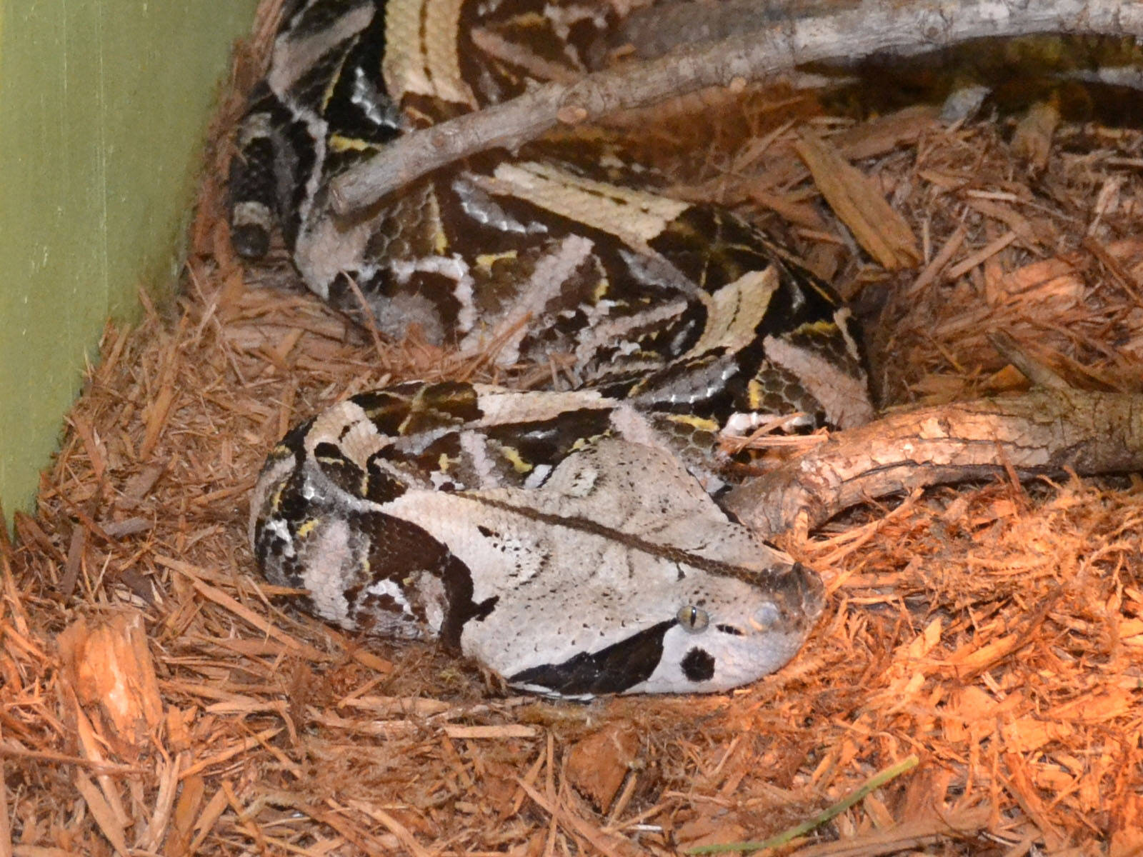 Gaboon Viper Snake At Abilene Zoo Wallpaper