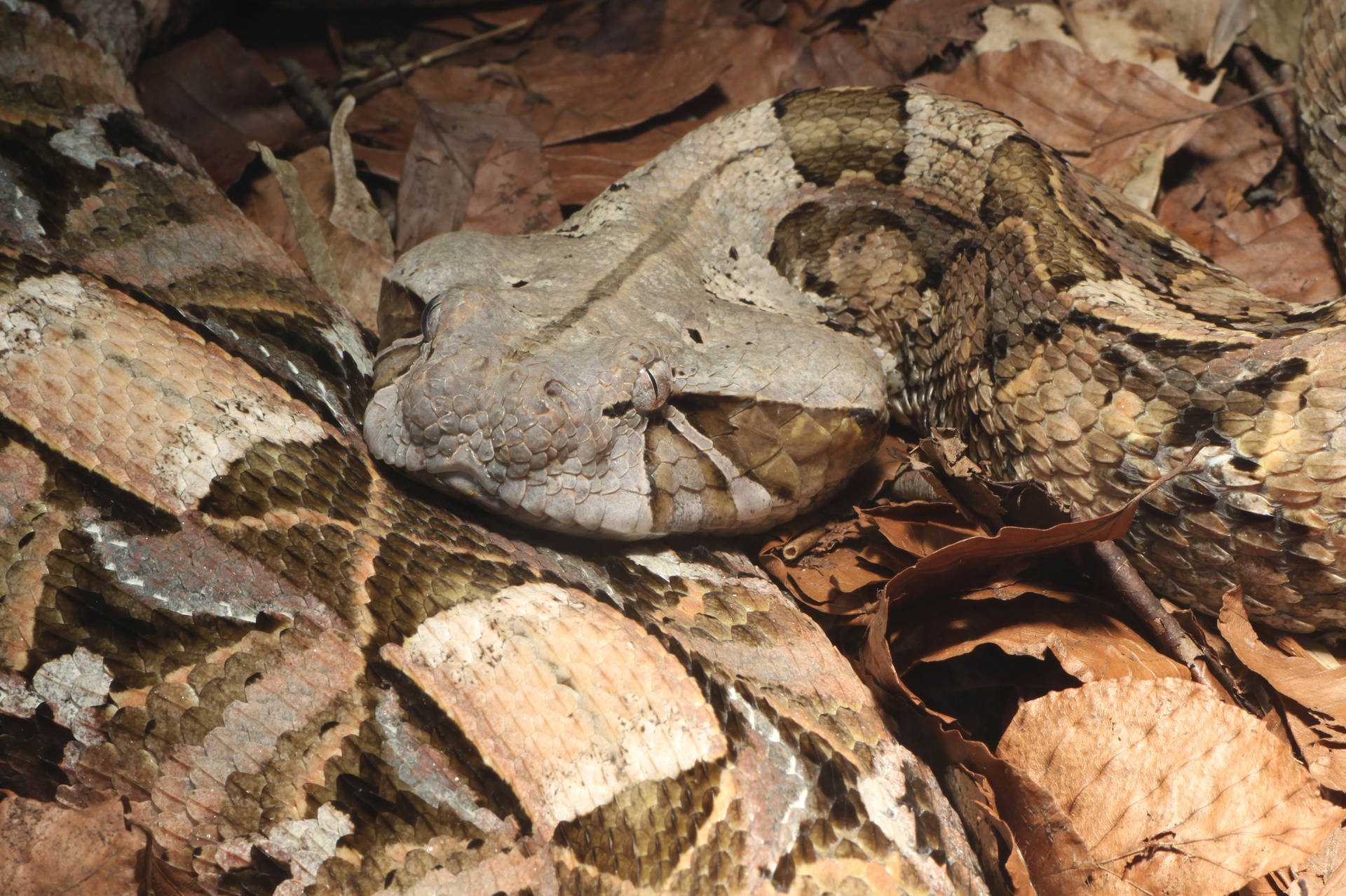 Gaboon Viper Snake On Dry Leaves Wallpaper
