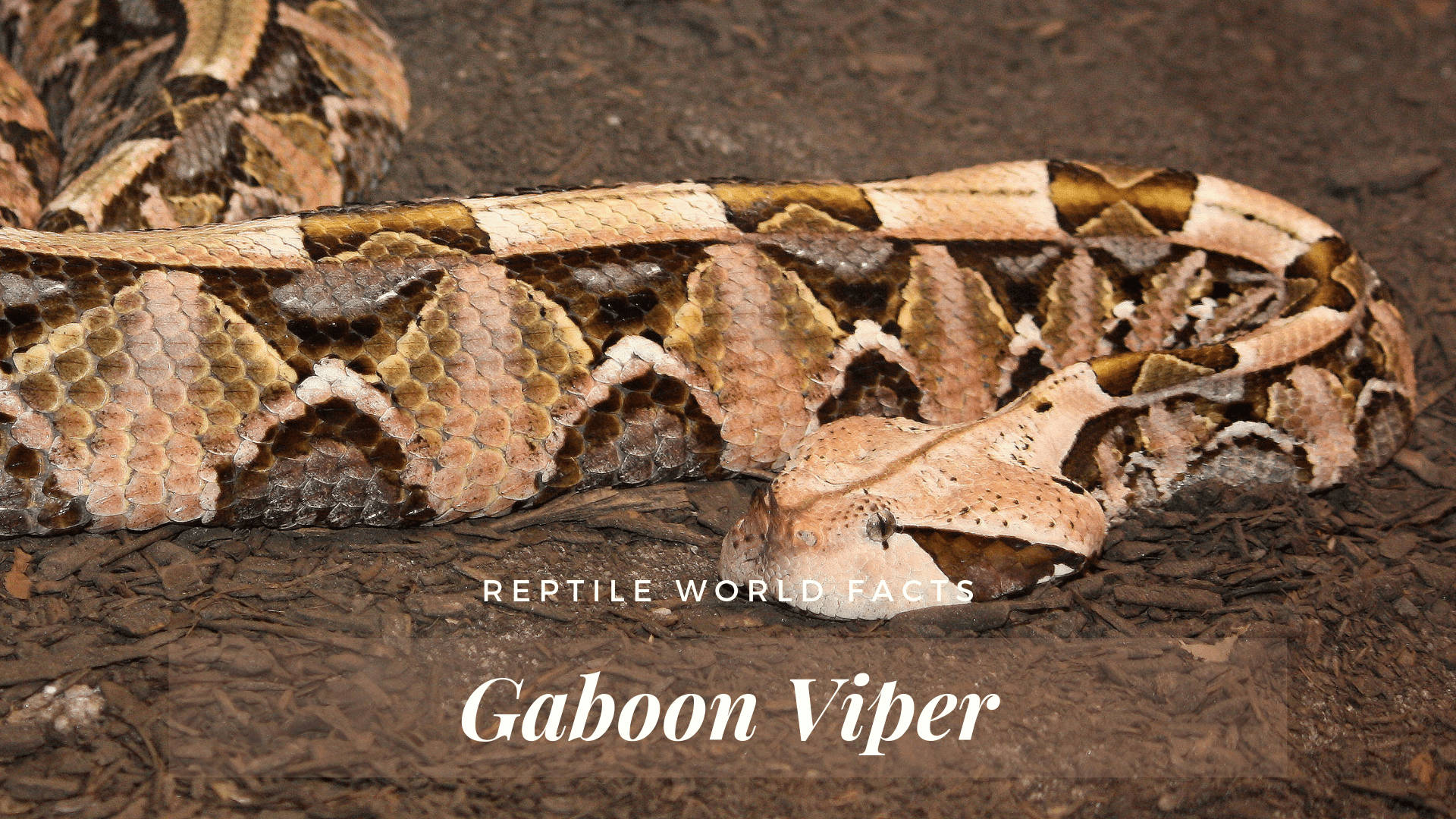 Gaboon Viper Venomous Snake Illustration Wallpaper