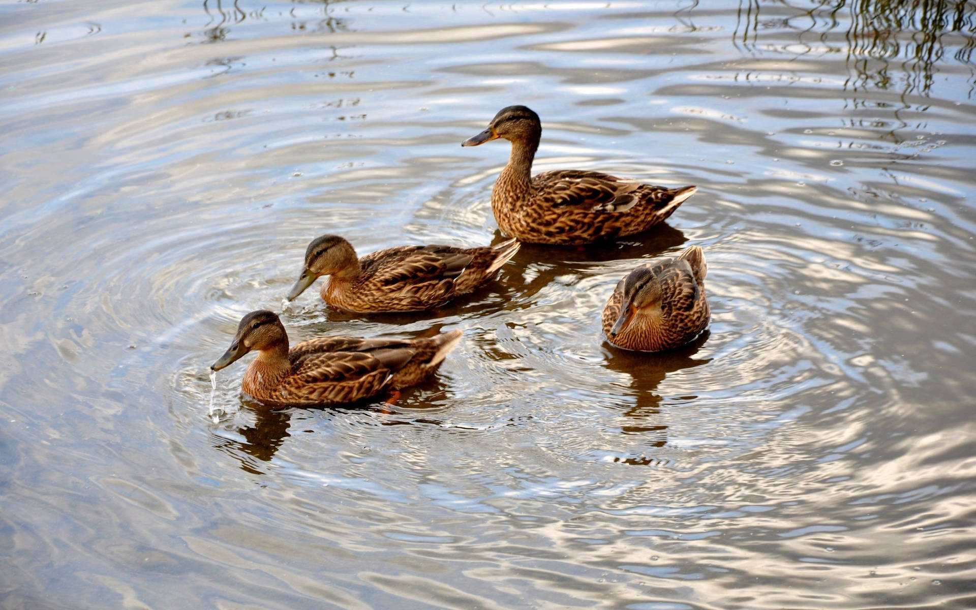 Gadwall Duck In Water