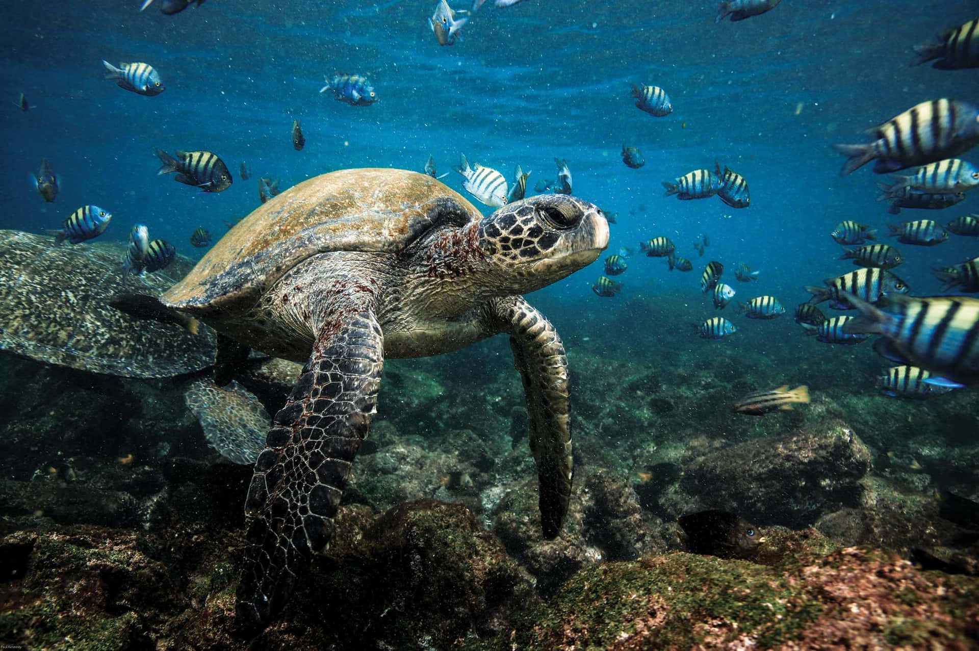 Tapet af Galapagosøerne hav-skildpadde og sergeantmajor fisk Wallpaper