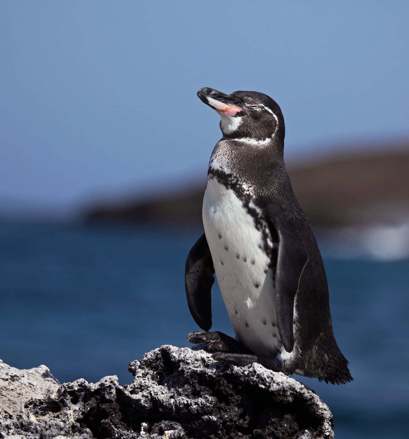 Galapagos Penguin On Rock Wallpaper