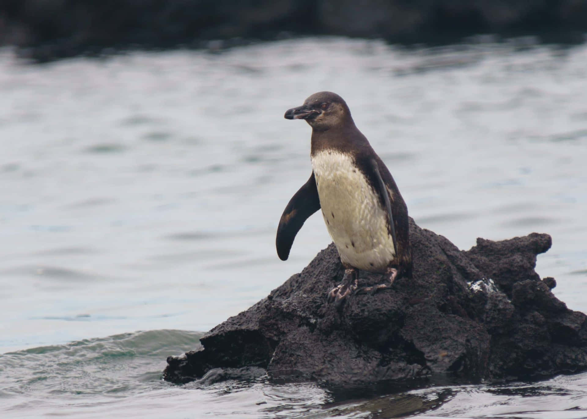 Galapagos Pinguïn Op Rots Achtergrond