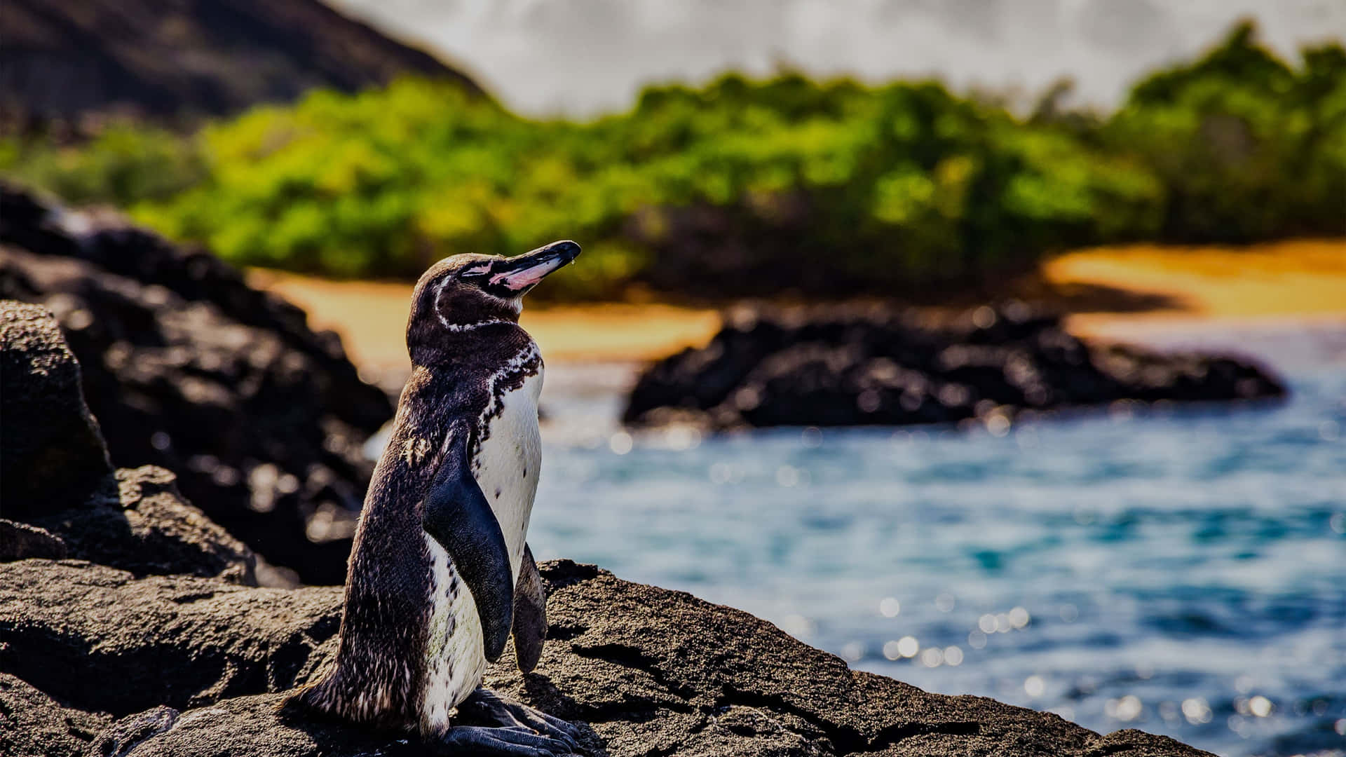Galapagos Penguin On Rocks Wallpaper