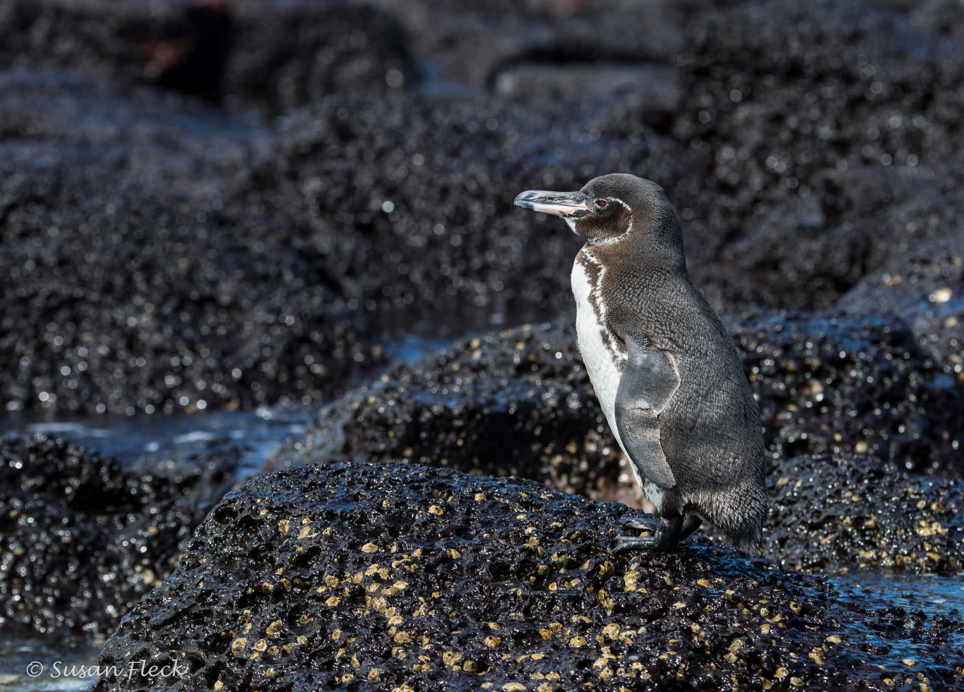 Galapagos Penguin On Rocky Shore.jpg Wallpaper