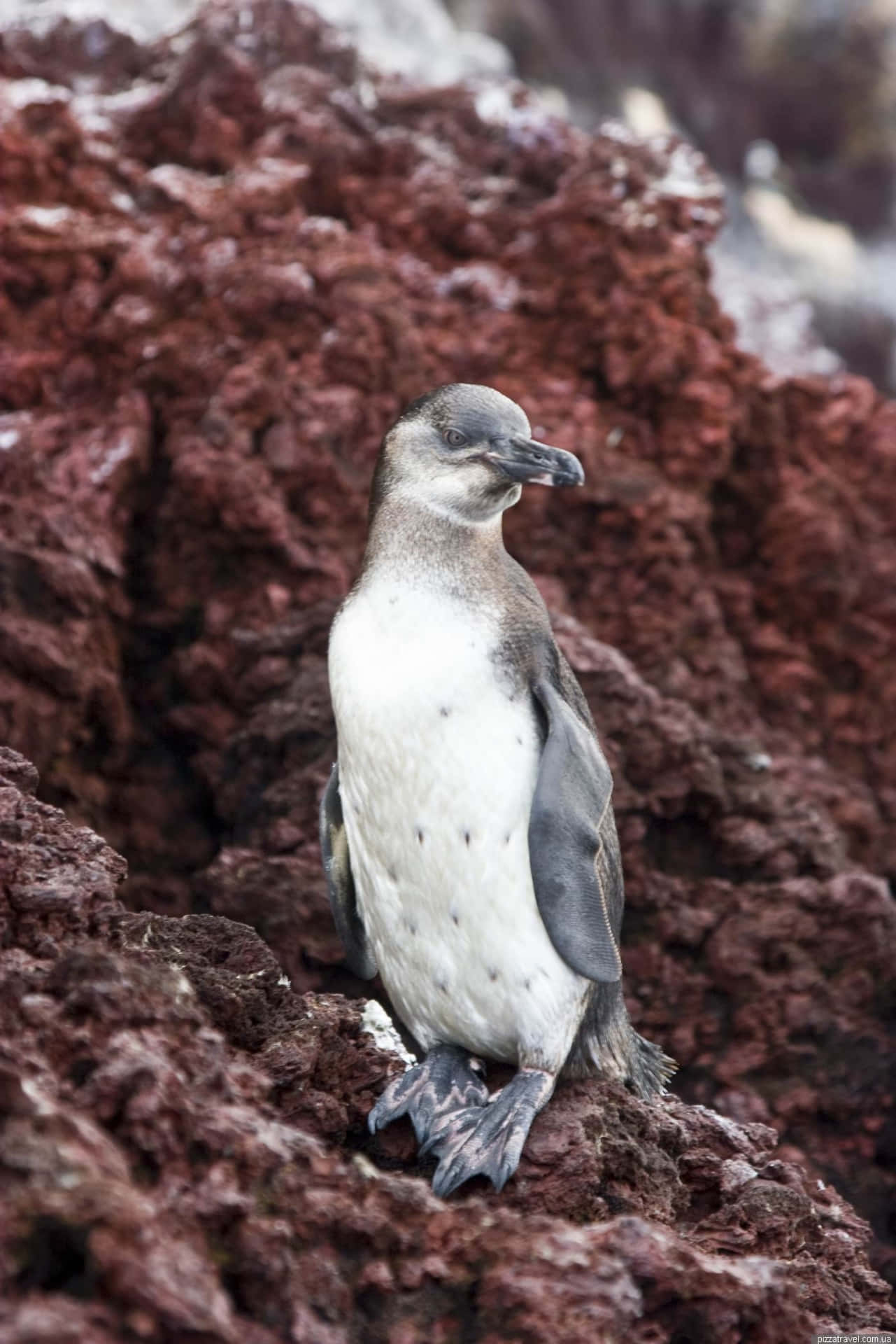Galapagos Penguin On Rocky Terrain Against An Idyllic Coastal Backdrop. Wallpaper