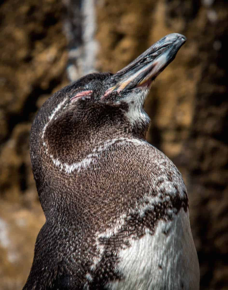 Galapagos Penguin Portrait Wallpaper