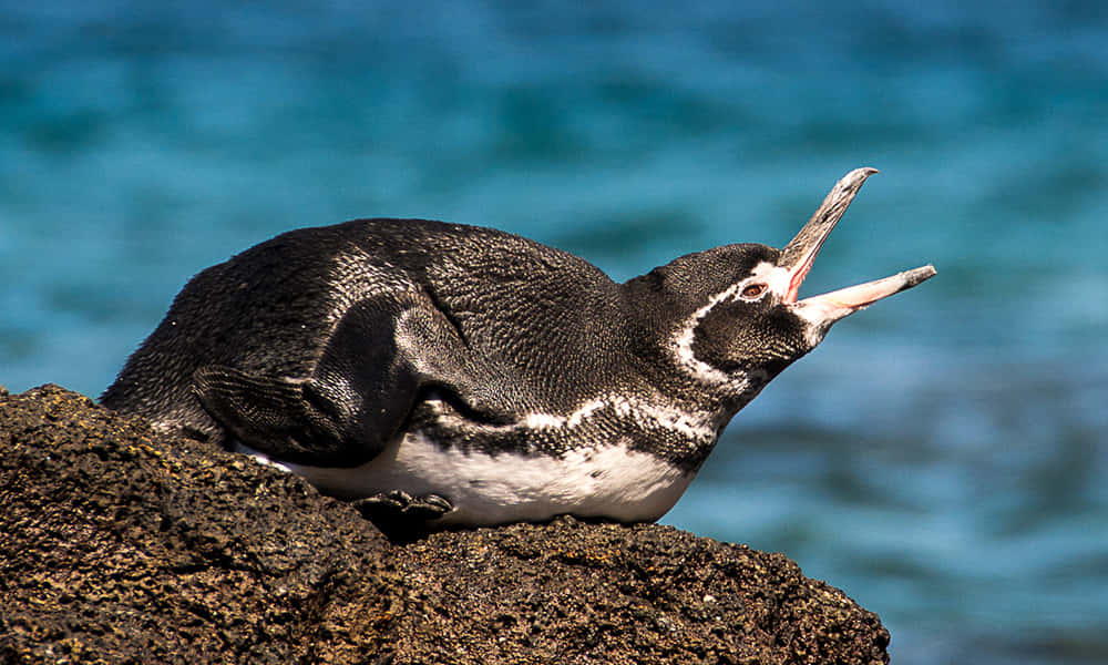 Galapagos Penguin Restingon Rock Wallpaper