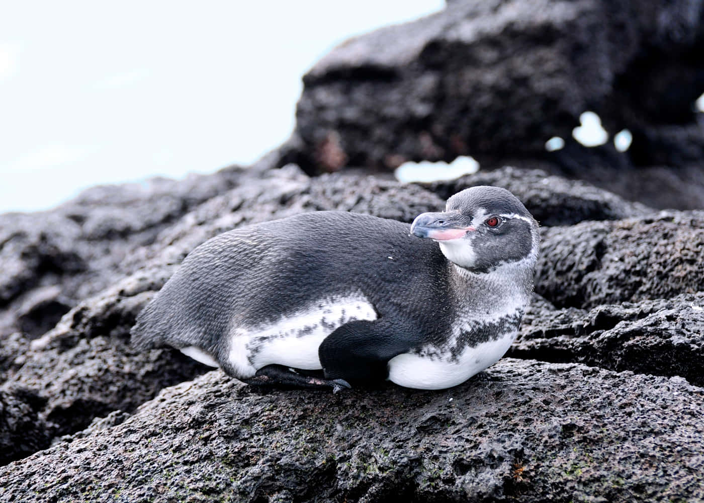 Galapagos Penguin Restingon Rocks Wallpaper