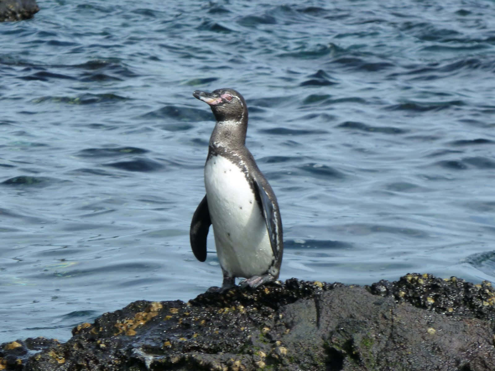 Galapagos Penguin Seaside Perch Wallpaper