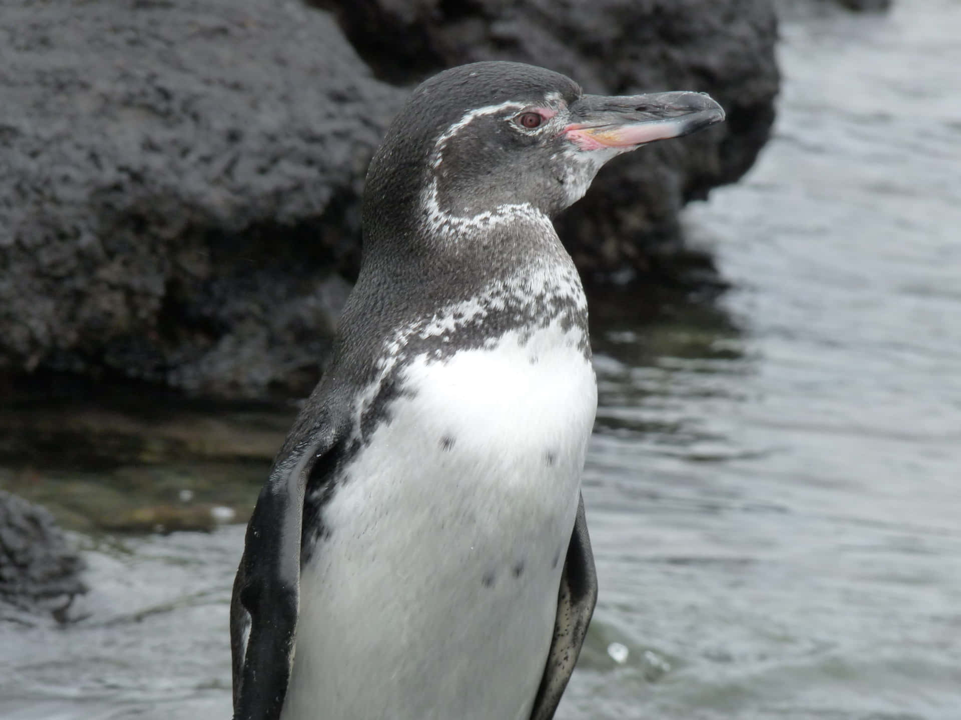 Galapagos Penguin Standing Near Water Wallpaper