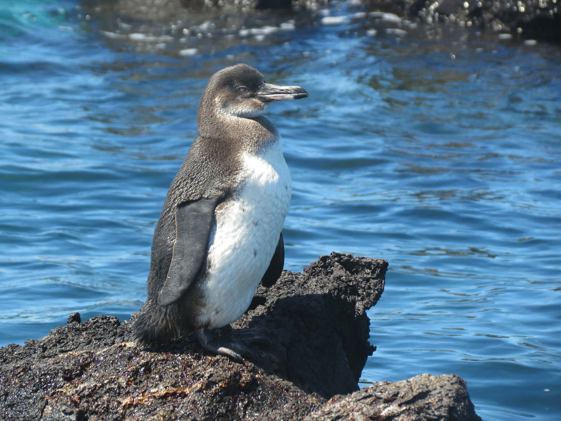 Galapagos Penguin Standing On A Rocky Landscape. Wallpaper