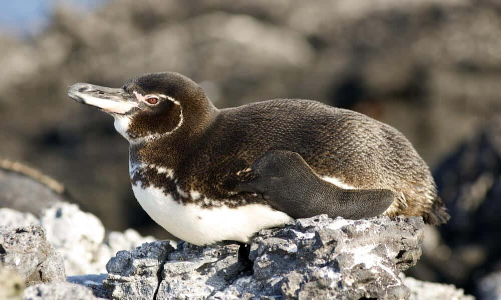 Galapagos Penguin Standing Proudly On Lava Rocks Wallpaper
