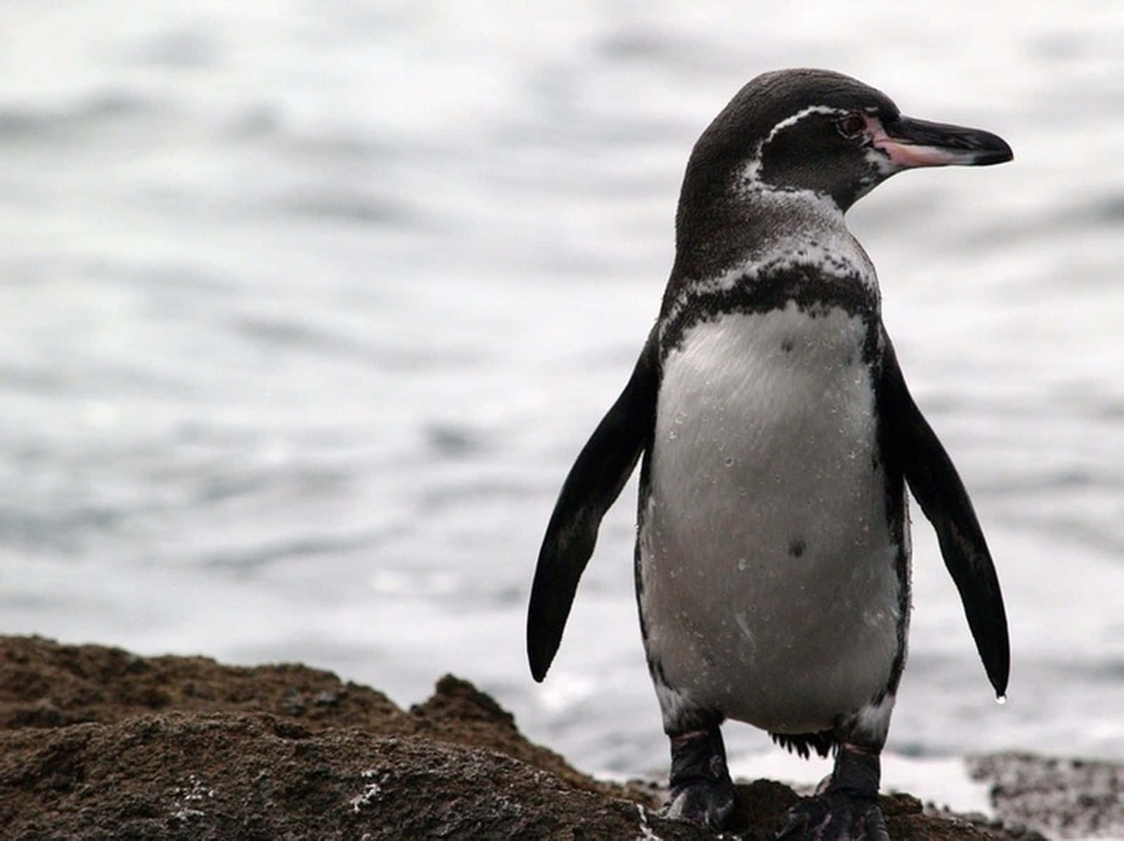 Galapagos Penguin Standingon Rock Wallpaper