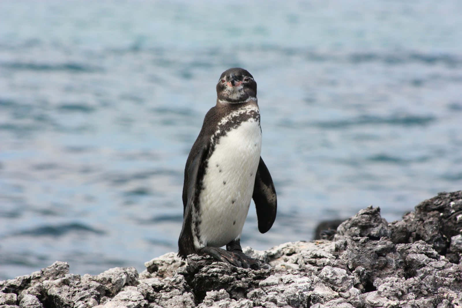 Galapagos Penguin Standingon Rock Wallpaper