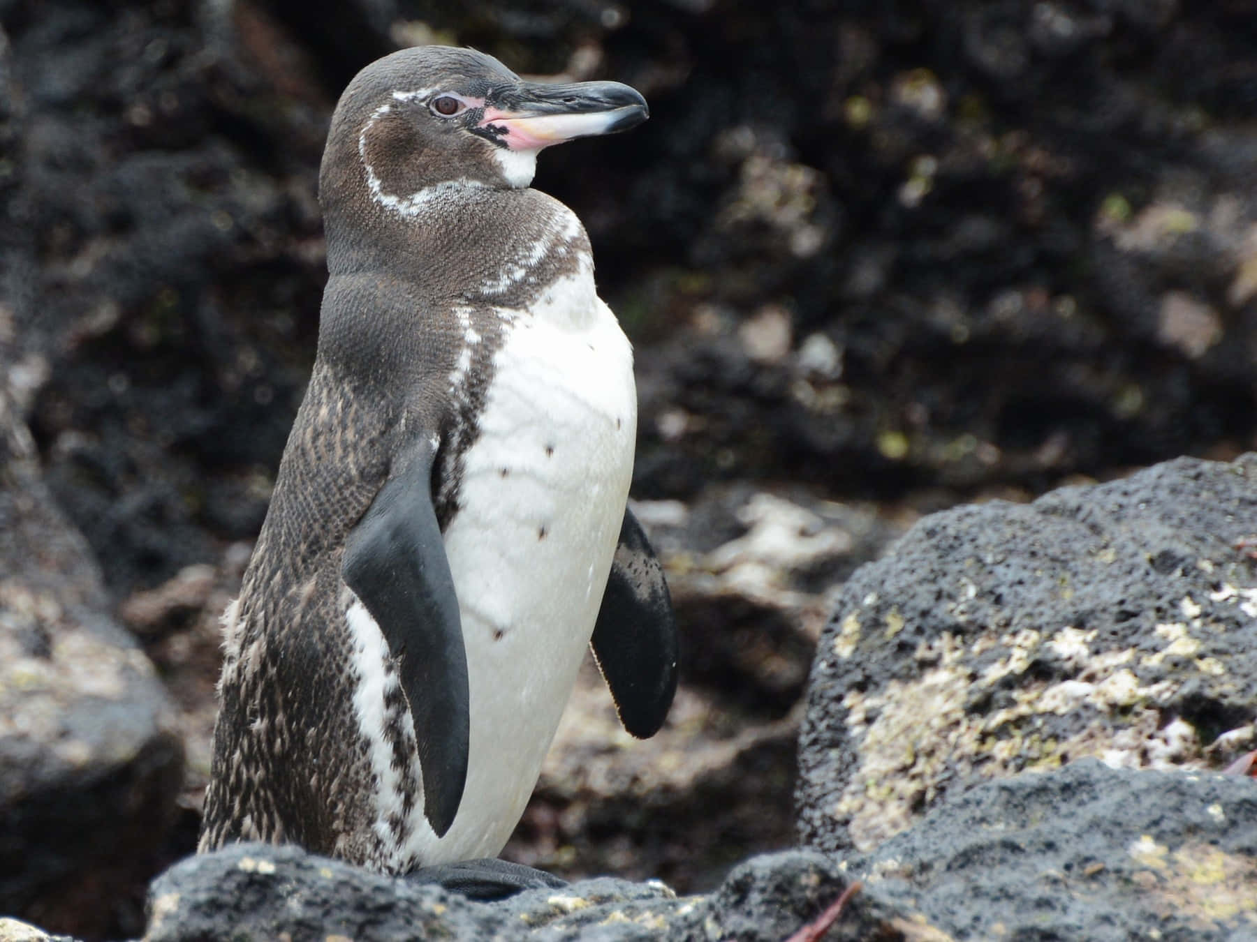 Galapagos Penguin Standingon Rocks Wallpaper