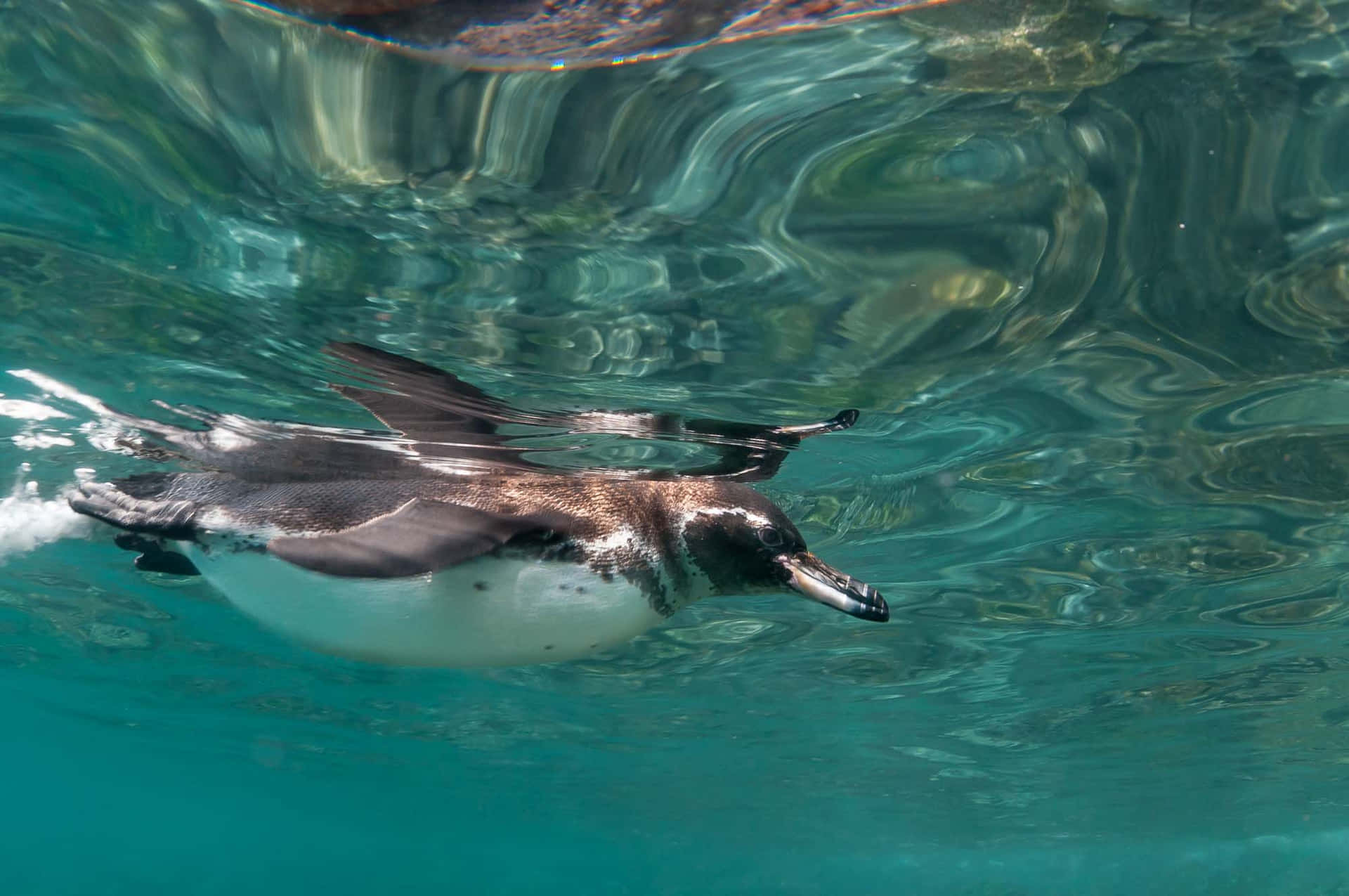 Galapagos Penguin Swimming Underwater.jpg Wallpaper