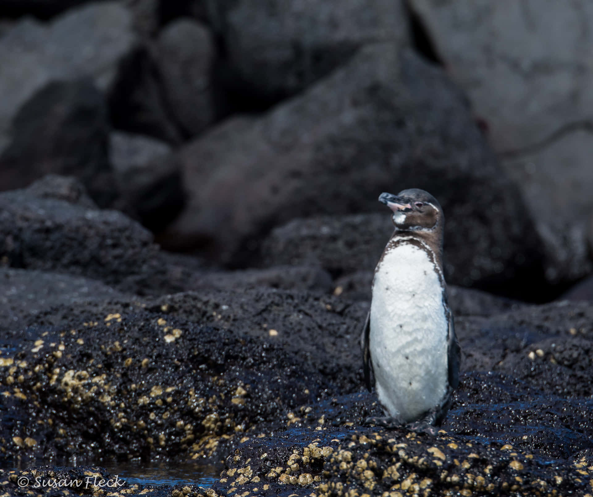 Galapagos Penguinon Volcanic Rocks Wallpaper