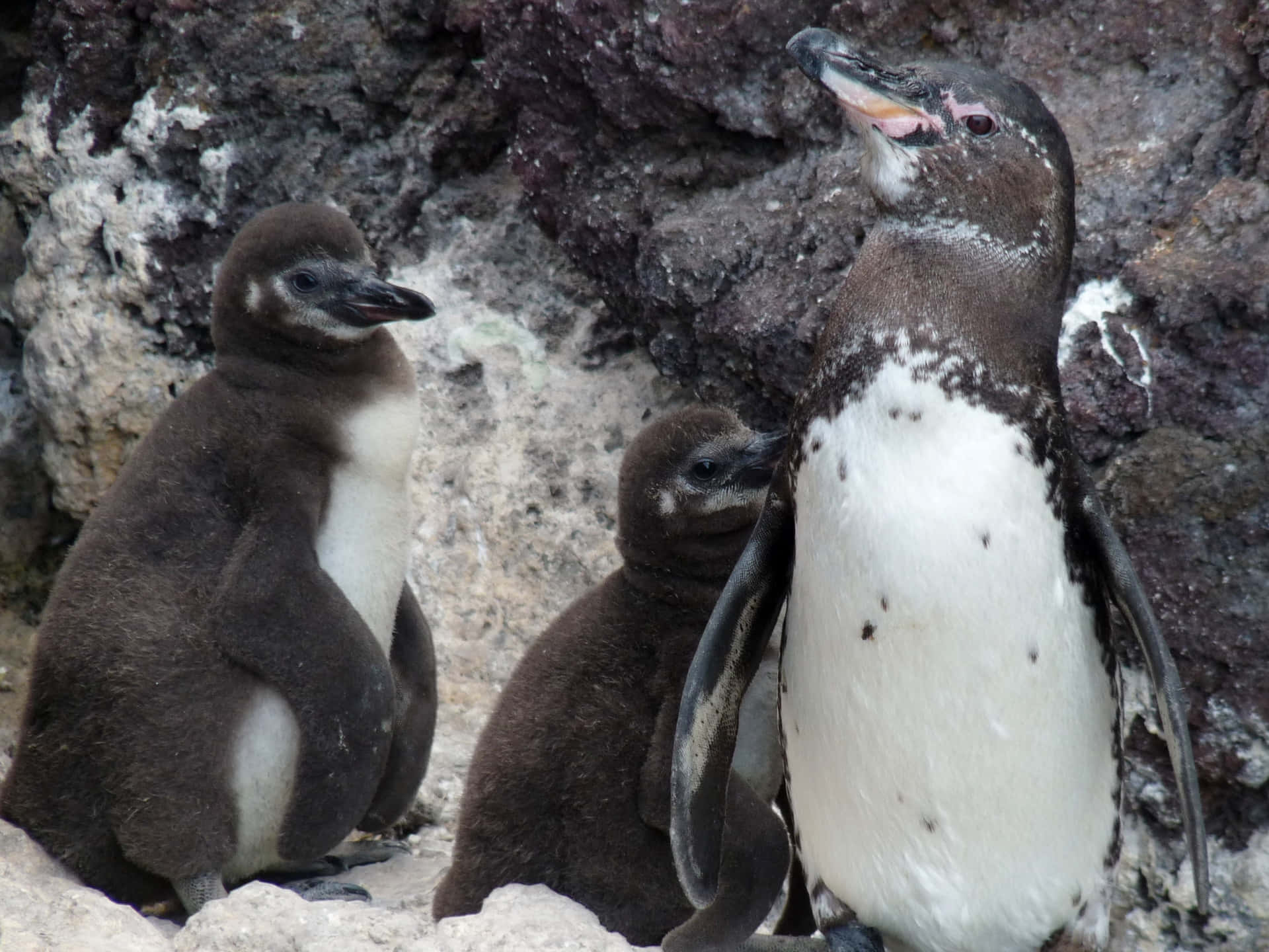 Galapagos Penguins Family Rocks Wallpaper