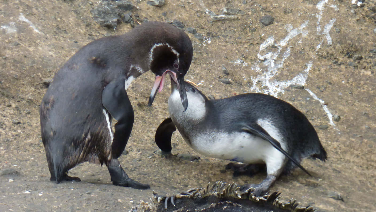 Galapagos Penguins Feeding Behavior Wallpaper