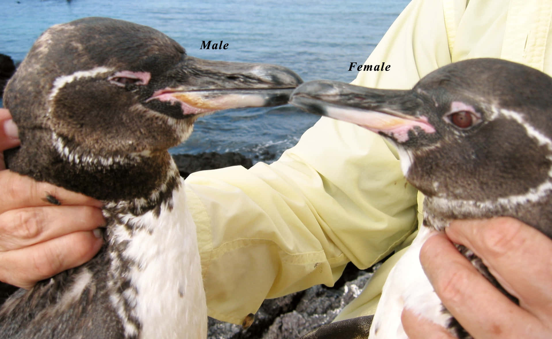 Galapagos Penguins Maleand Female Wallpaper