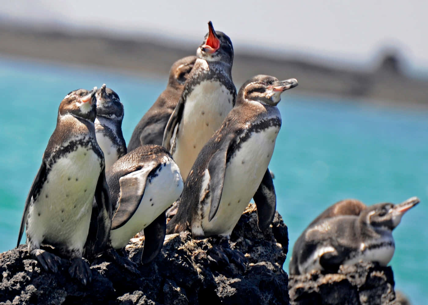 Galapagos Penguins On Rock Wallpaper