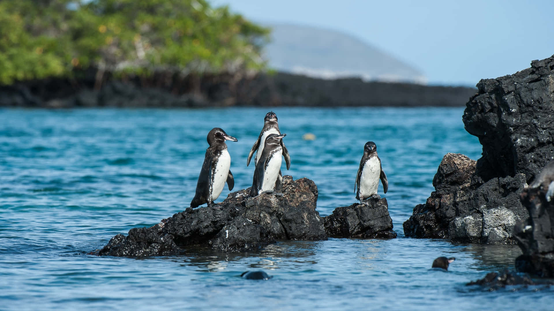 Galapagos Penguins On Rocks Wallpaper