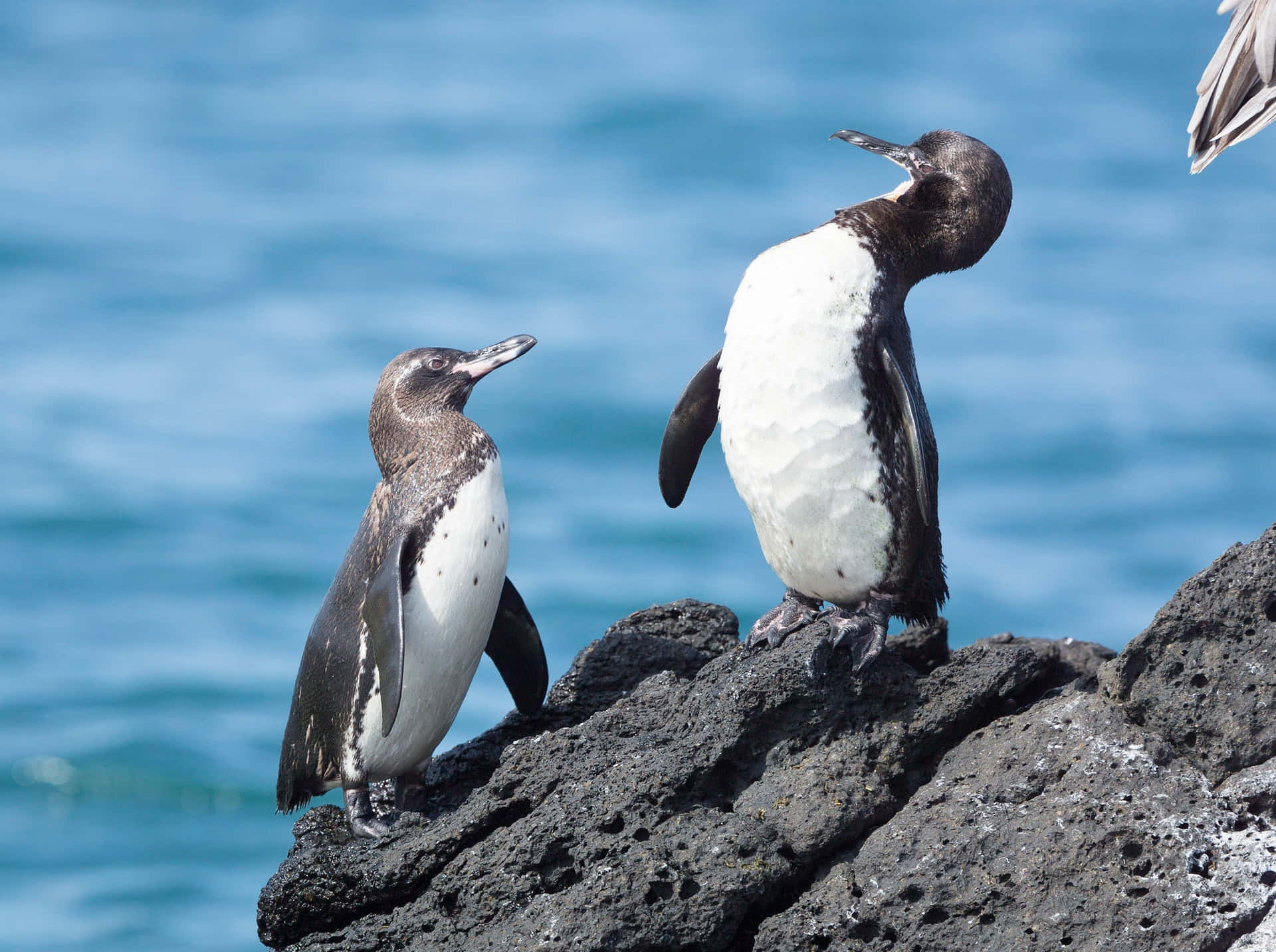 Galapagos Penguins On Rocks Wallpaper