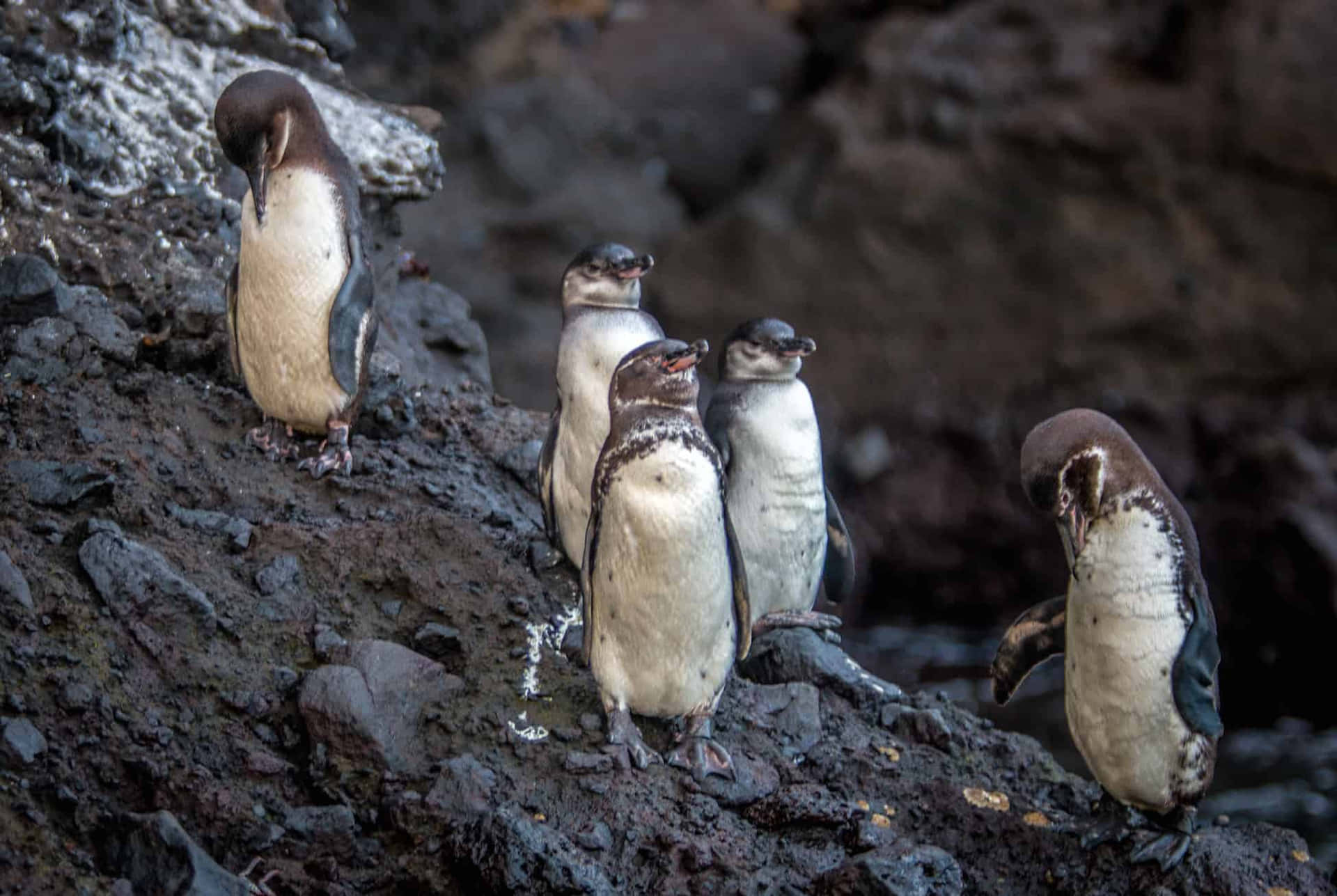 Galapagos_ Penguins_ On_ Rocky_ Shore.jpg Wallpaper