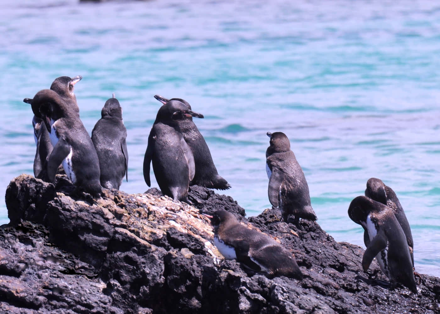 Galapagos Penguins On Rocky Shoreline Wallpaper