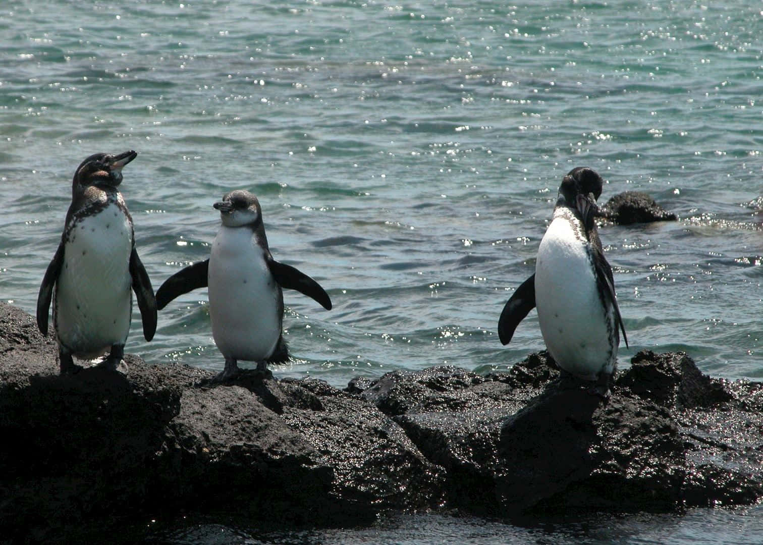 Galapagos_ Penguins_ On_ Shoreline.jpg Wallpaper