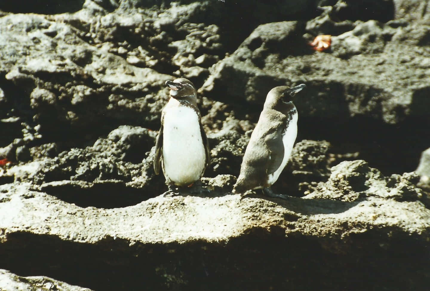 Galapagos Penguinson Rocks Wallpaper