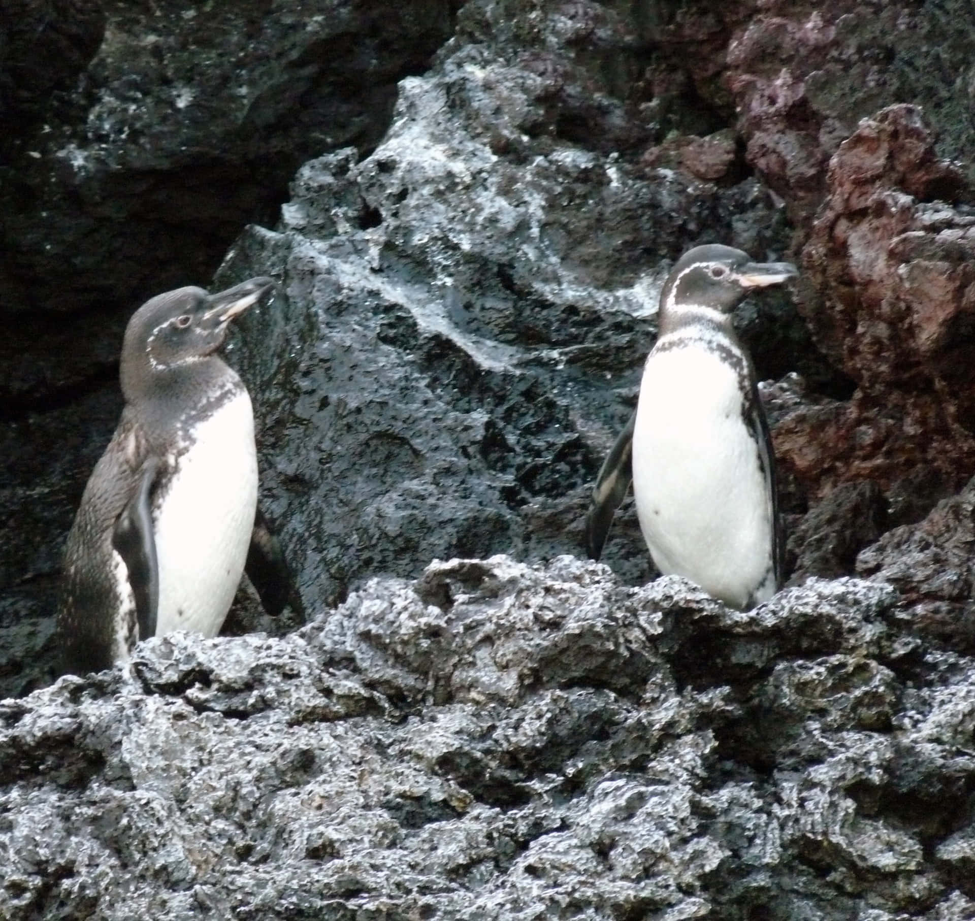 Galapagos Penguinson Volcanic Rocks Wallpaper