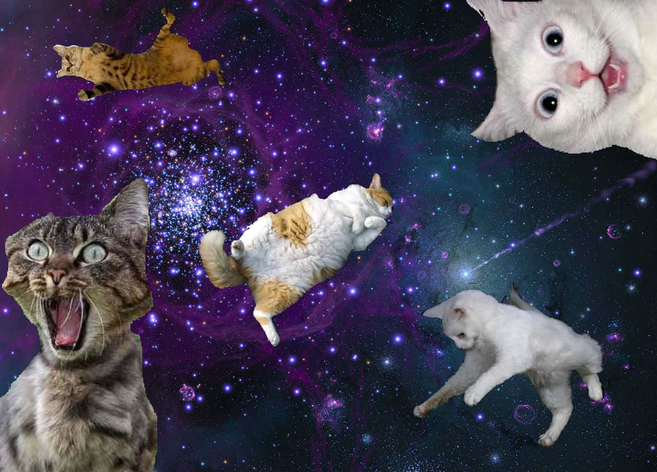 Utforskaden Förtrollande Världen Av Galaxy Cat. Wallpaper