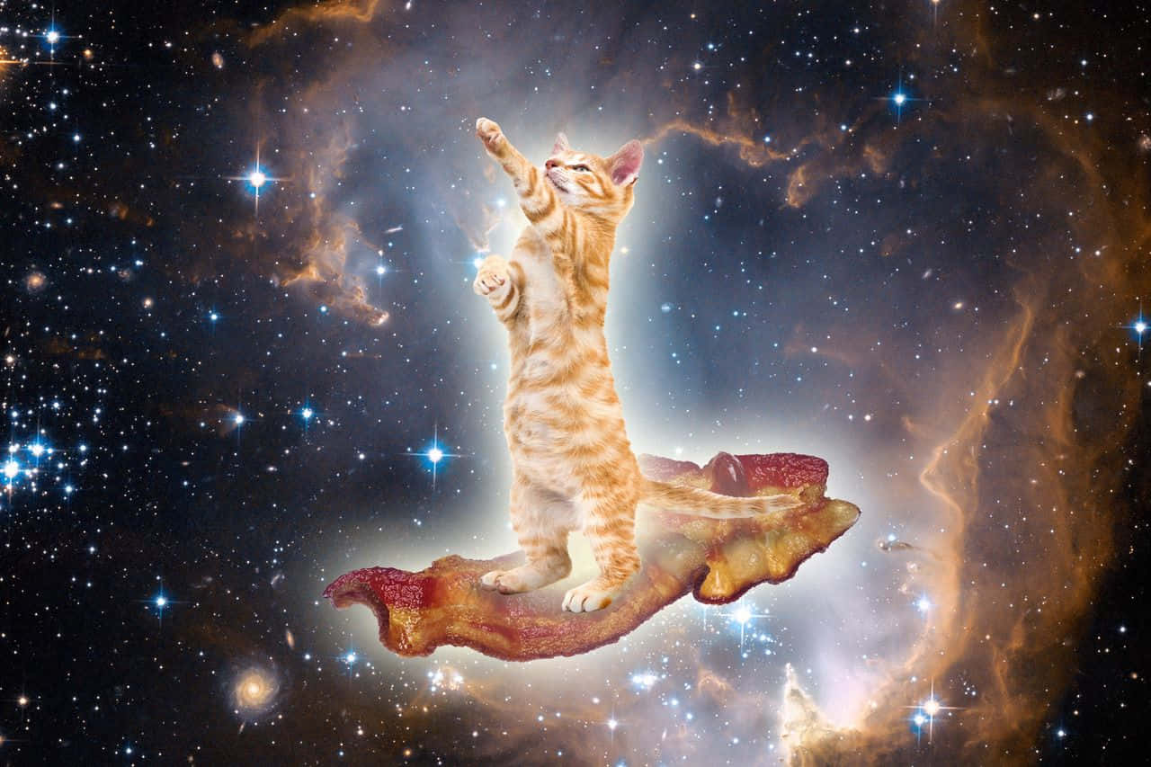 Imagenatrévete A Saltar A Lo Desconocido Con Galaxy Cat. Fondo de pantalla