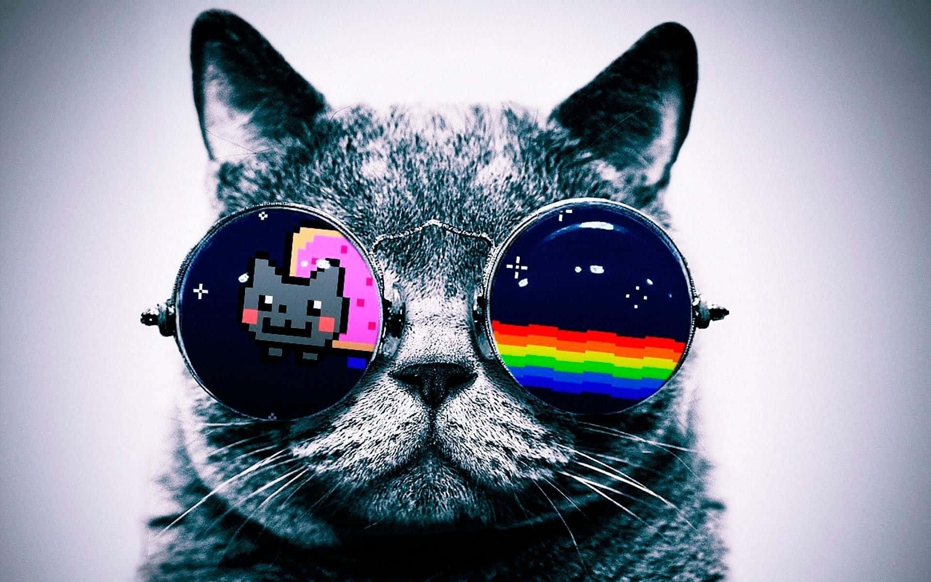 En kat iført solbriller med en regnbue baggrund. Wallpaper