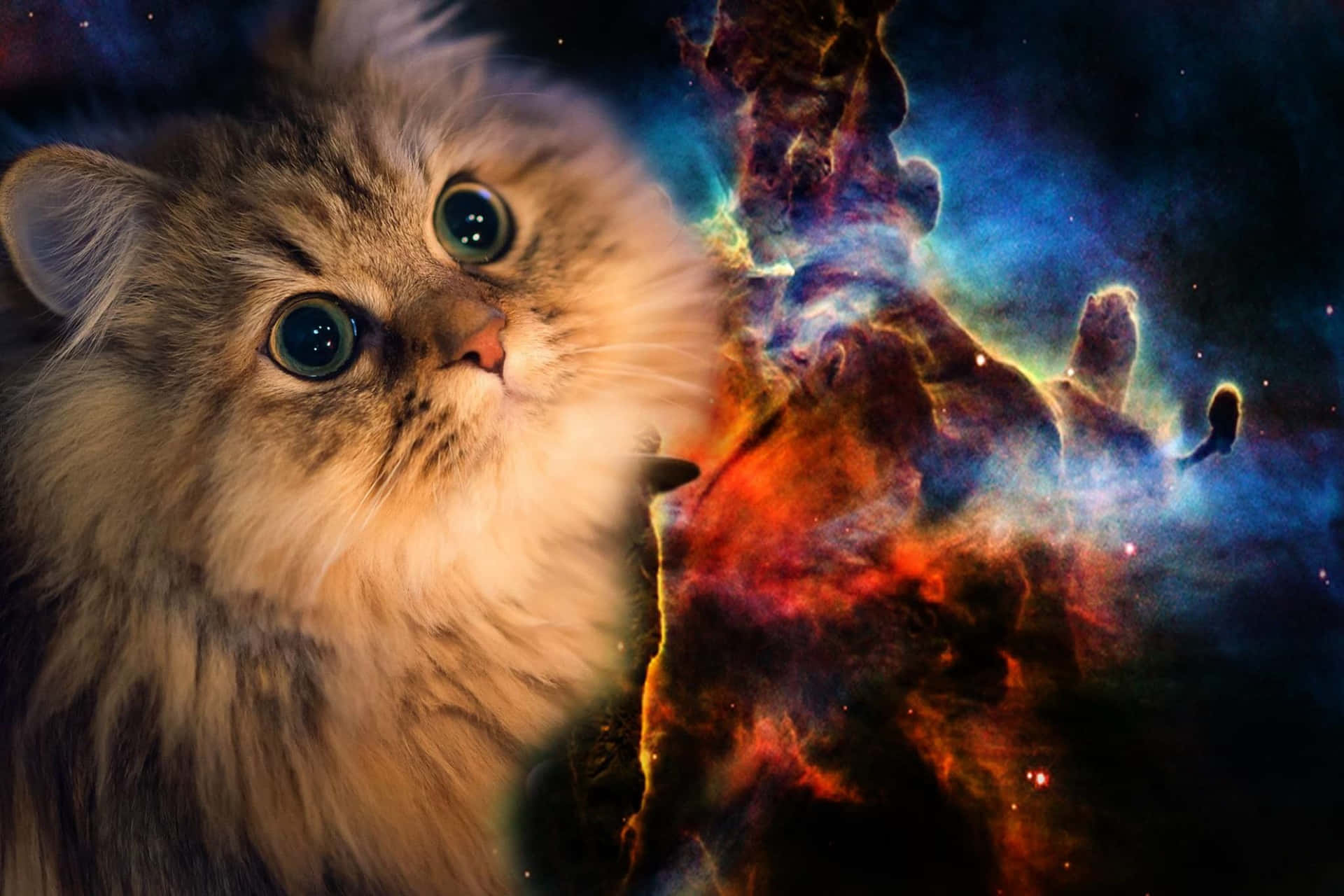 Galaxy Persian Cat Wallpaper