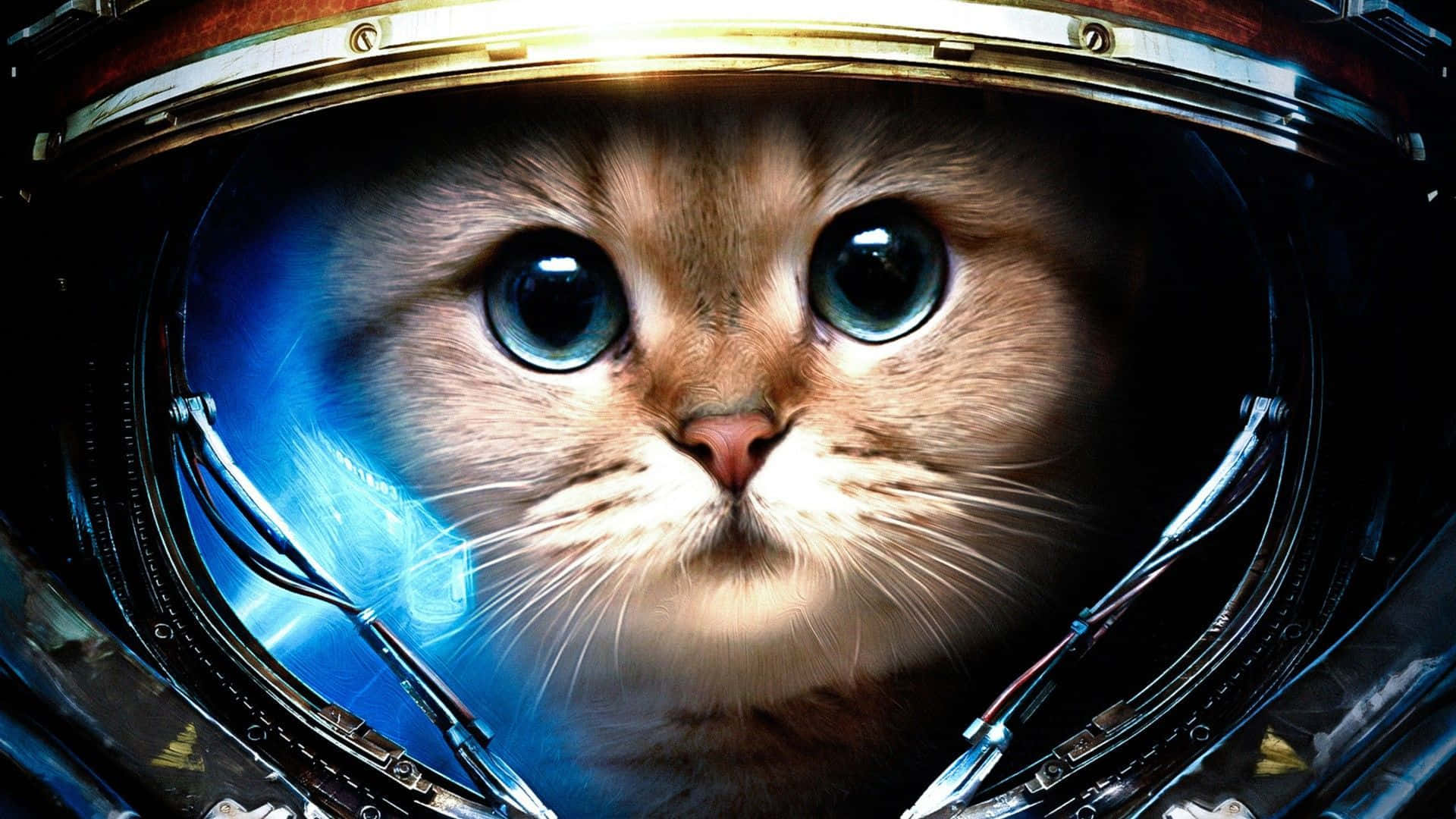 Galaxyrymd Upptäcktsresande Katt. Wallpaper