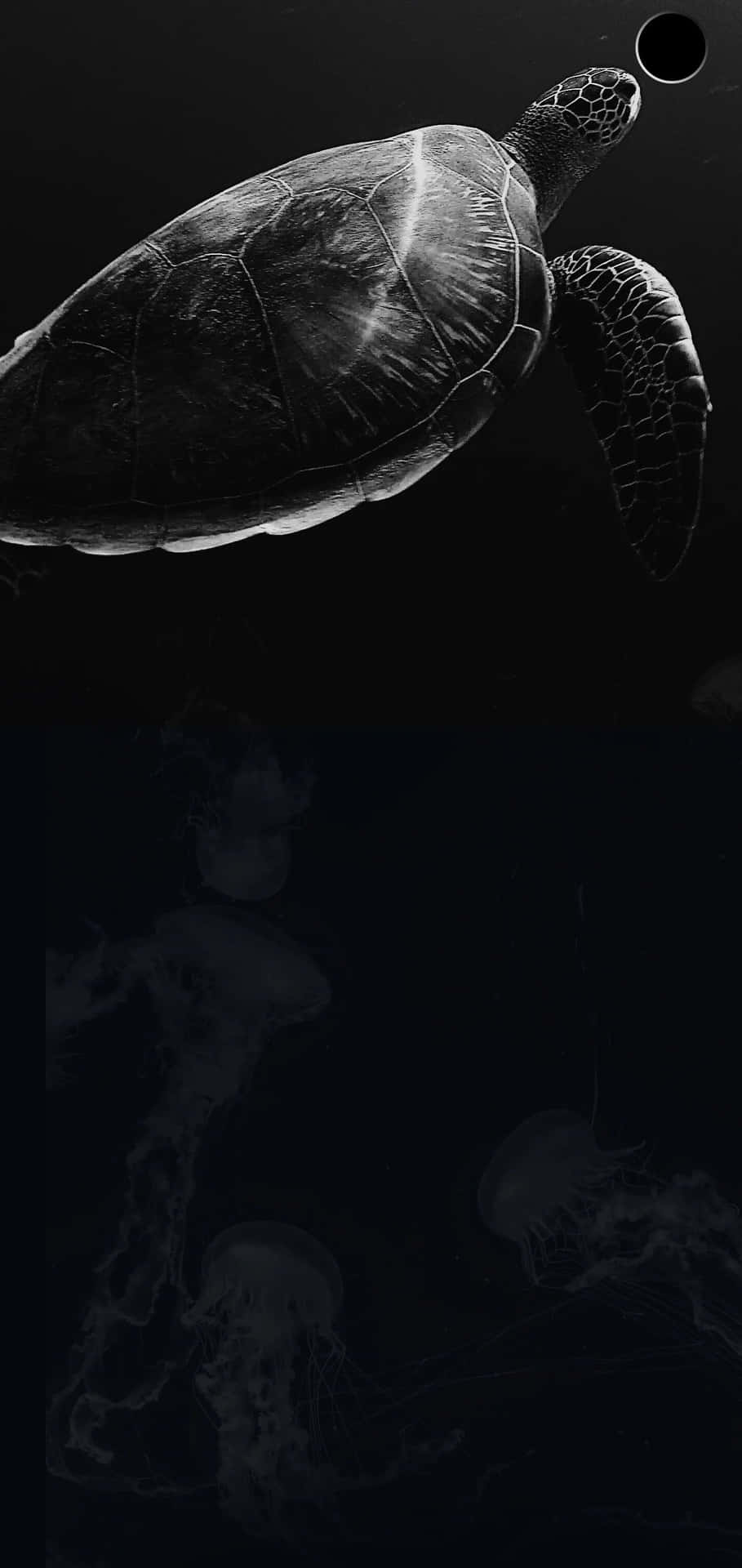 Unafoto In Bianco E Nero Di Una Tartaruga E Una Medusa