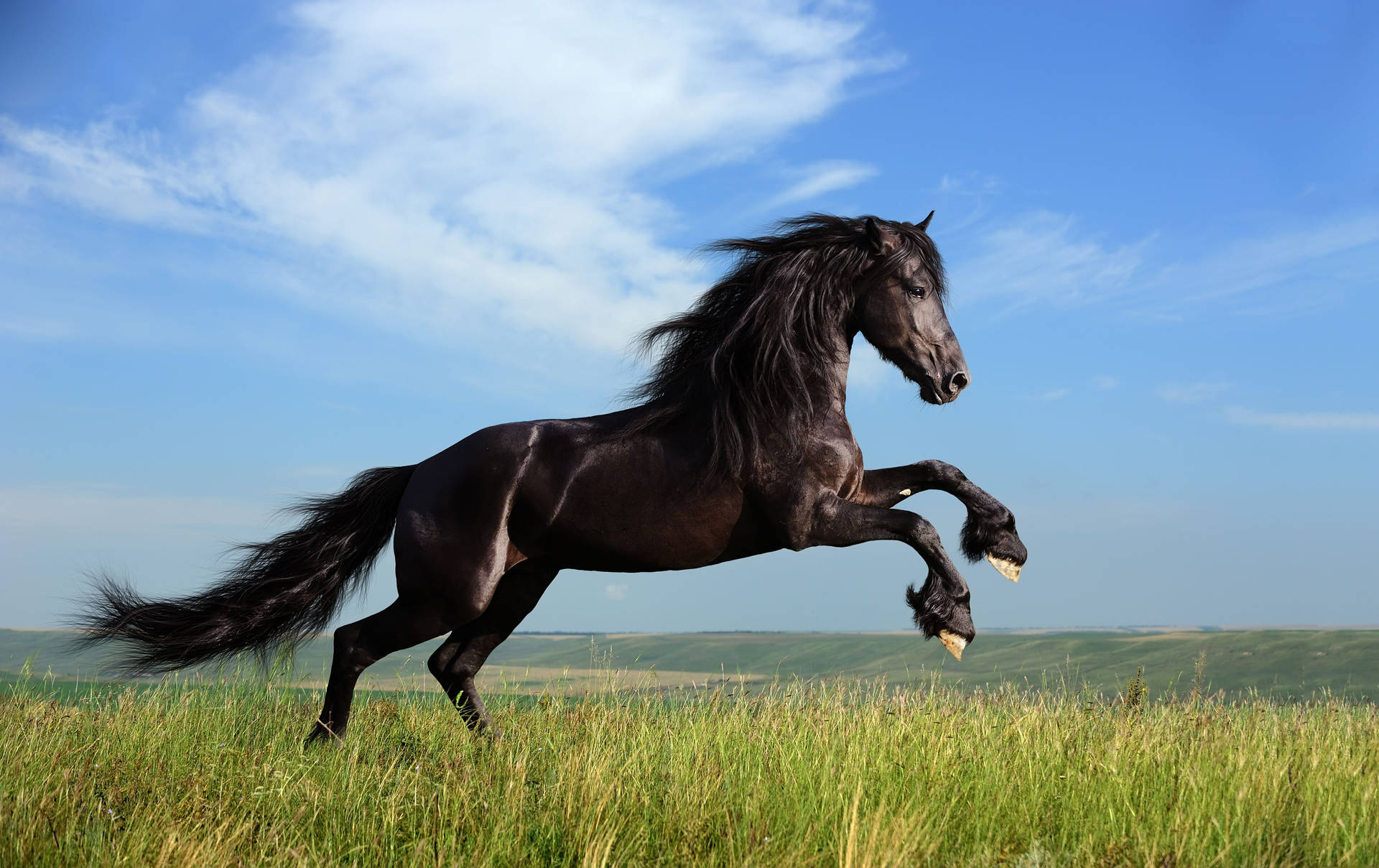 Galloping Black Horse Hd Wallpaper