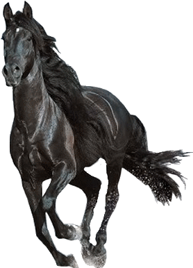 Galloping Black Horse Transparent Background PNG