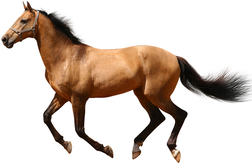 Galloping Brown Horse Transparent Background.png PNG