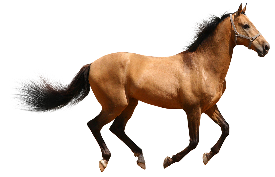 Galloping Brown Horse Transparent Background.png PNG