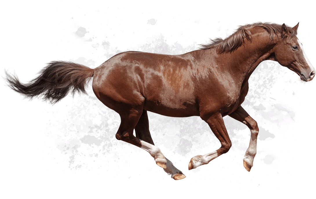 Galloping Brown Horse PNG