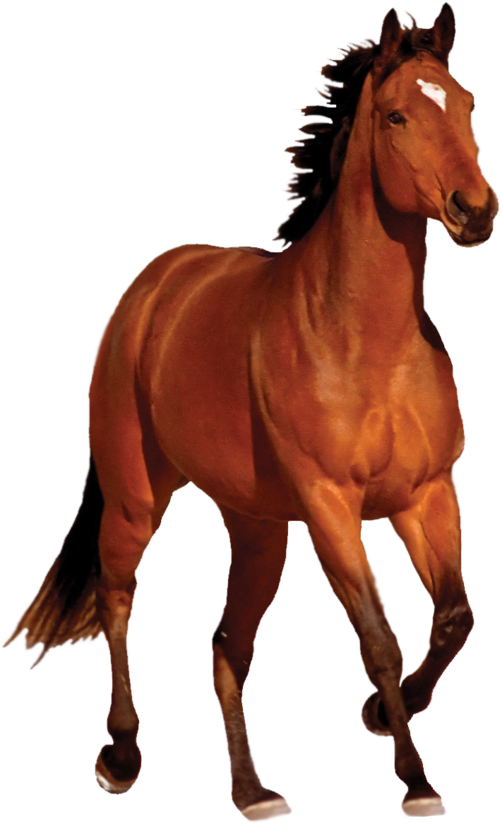Galloping Chestnut Horse Transparent Background PNG