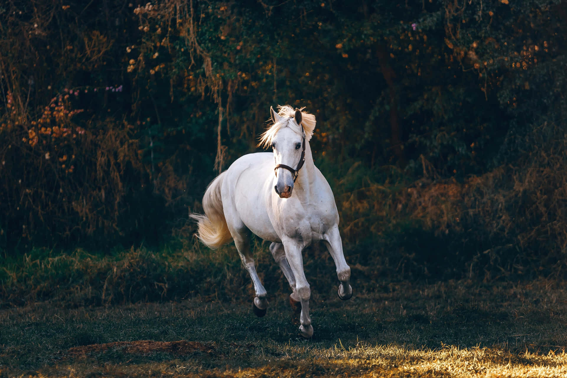 Galloping White Horse Sunlit Field Wallpaper