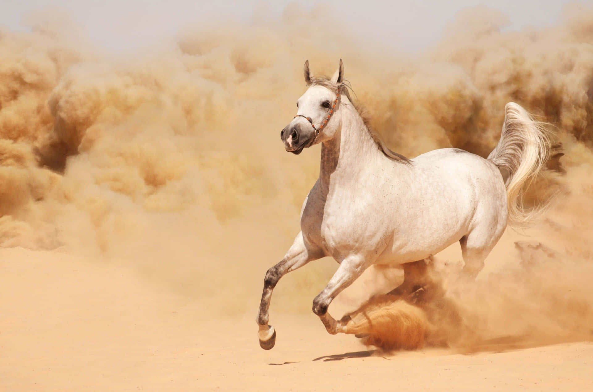 Galloping White Horsein Desert Dust Wallpaper