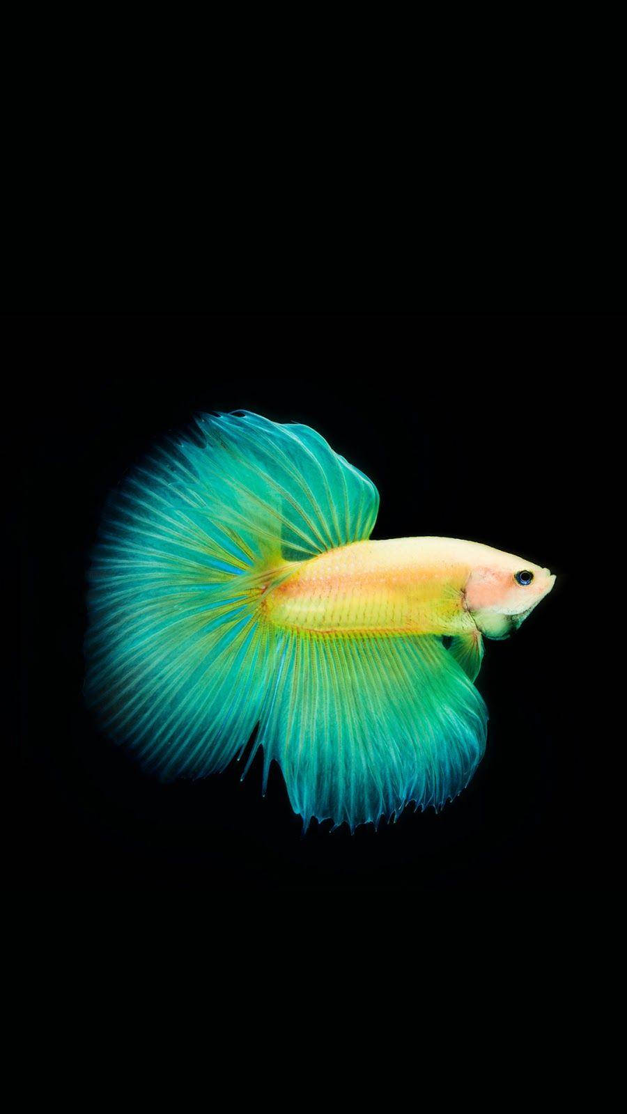 Gambar Blue And Yellow Fish